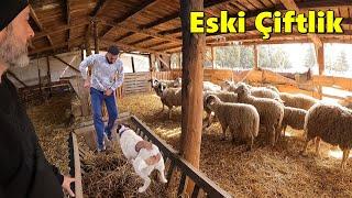 Eski Çiftliği Ziyaret Ettim!-Özgen Abinin Koyunları!-Civcivler Taklacı Güvercinler! #koyun #çiftlik