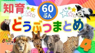 【子供向け 動物 知育アニメ】動物園のどうぶつたちの知育動画まとめ4【60分連続再生】ライオン キリン パンダ コアラ 人気の動物が大集合！ 赤ちゃん 幼児が喜ぶ動物アニメ