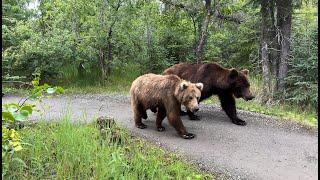 Katmai Bears | Part 4| Living with Bears