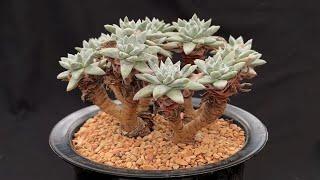 Dudleya gnoma White Sprite - Rare Succulents #1