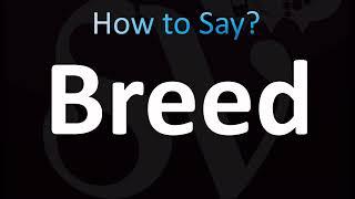 How to Pronounce Breed (CORRECTLY!)