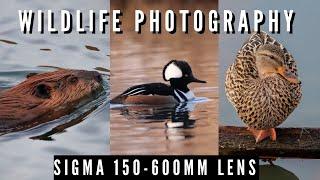 Wildlife Photography - Sigma 150-600mm Lens | Canon M50