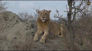 Mhangeni young male - safariLIVE 6/26/2019