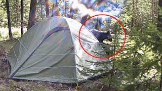 Mama Bear with Cubs Gets Deterred by Electric System - Bearwatch!