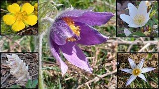 26 flores tempranas en la Montaña Oriental de León