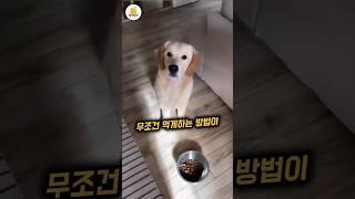 강아지가 사료 안먹을때 이렇게해보세요