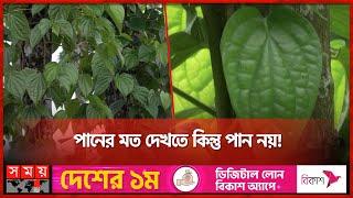 জনপ্রিয় মসলা জাতীয় খাবার 'চুইঝাল' | Chui Jhal | Spicy Food | Panchagarh | Somoy TV