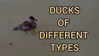 #ducks | DUCK OF DIFFERENT TYPES | DUCKS WITH BLUE BEAK | BEAUTIFUL DUCKS 