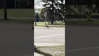 Family of Canada geese cross Edmonton street