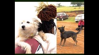 BEAUTIFUL DOGS @ HOTPAWS  4TH EDITION NGONG HILLS (DOG TV KENYA EPISODE 83)