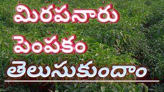 Mirchi Crop Farming Explained In Telugu || Mirchi Naru Pempakam in Telugu || How To Cultivate Mirchi