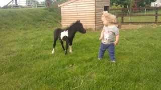 newborn miniature shetland foal gets friendly with young children!