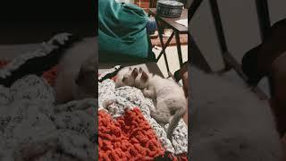 Kitten Nap Time #shorts #cats #catvideos #kitten #pet #nap #sleep