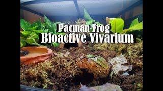 Pacman Frog Bioactive Vivarium