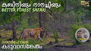 Kabini and Nanachi | Better safari in Nagarhole Tiger Reserve forest