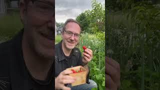 Free Strawberries: Grow Strawberry Fields Forever