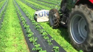 Umbrohutõrje maasikapeenarde vahel || Spraying against the grass between the strawberry beds