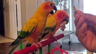 Sun Conure talking