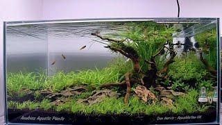 Aquascape - "New Beginnings" - Step by Step - Aquascaped by Dan Harris #PoweredByAnubias