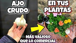 1 diente de AJO CRUDO SALVÓ todas mis PLANTAS de SECARSE y Enfermar ! Huerta urbana y jardín