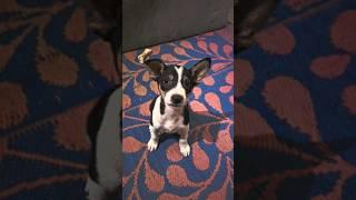 Say hello to SHERU  #adorable #puppy #doglife #adoptdontshop #furbaby #cutnessoverloded #love #life
