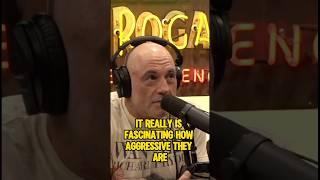 Alaskan mosquitoes#mosquitos #alaska #joerogan #joeroganexperience #joeroganpodcast #jre #jreclips