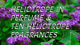 HELIOTROPE IN PERFUME & TEN HELIOTROPE FRAGRANCES