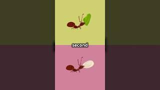 "Did You Know Ants Never Sleep?  | Amazing Fun Fact #Shorts"