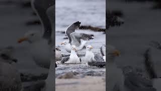 Western Gulls bathing in the Pacific - Canon R5