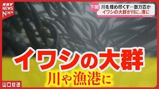 イワシ大群が川と港に！住民も仰天、その数5万匹超？！山口県下関市