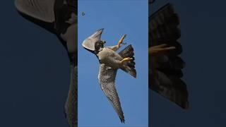 The Most Dangerous Bird Peregrine Falcon  | #shorts