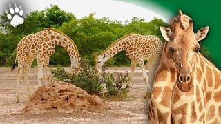 Die letzte Giraffe – Tierdokumentation – HD – Ecomedia