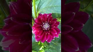 Beautiful Metro Star Dahlia Bloom  #flowers #dahlia #garden #shorts