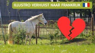 GROOT NIEUWS : MIJN PAARD GAAT NAAR FRANKRIJK & IK BEN ZWANGER