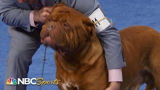 National Dog Show 2023: Working Group (Full Judging) | NBC Sports