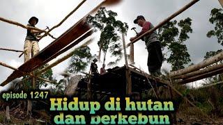 mengganti pondok pak mawi yang ludes hangus terbakar warta petani muda hidup di hutan