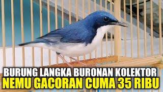 UPDATE HARGA SIBERIAN BLUE ROBIN ! BURUNG ANTIK PALING LANGKA BURONAN KICAU MANIA DI PASAR PRAMUKA