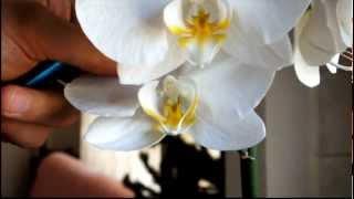 Orchid Hand Pollination