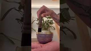 Healing Relaxation  #singingbowl #tibetansingingbowls #fyp #shorts