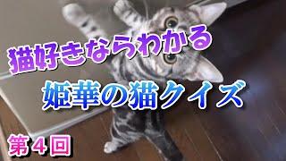 猫好きならわかる　姫華の猫雑学クイズ　第４回