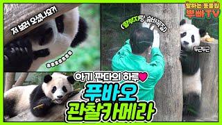 [뿌스패치] 월드스타 푸바오의 숨겨진 일상 독점 공개│에버랜드 판다월드(Everland Panda Fubao)