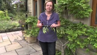 How to make wisteria flower