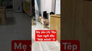 Giận dỗi ghê quá nha Gạo ơi! #begaotihon #vuinhon #tepgaofamily #giadinh #funny #haihuoc #shorts