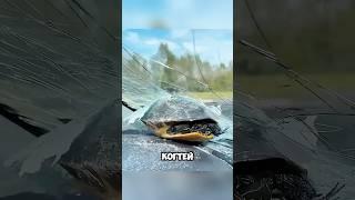 Черепаха чудом спаслась от ястреба   #животные #милыеживотные