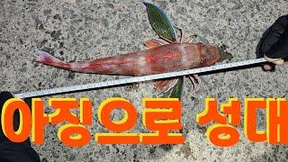 아징으로 이게 된다고?? 낚시인기 순위 #10위 #히든베이트 #부산전갱이 #부산낚시 #fishing #낚시 #해양박물관 #바다