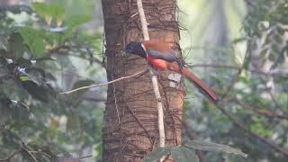 Malabar Trogon ( Harpactes fasciatus)