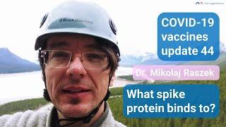 What can Spike protein bind to? - COVID-19 vaccines update 44