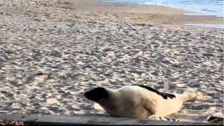 Snookie the seal at the Jersey Shore