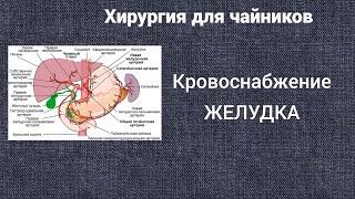 Хирургия для чайников. Кровоснабжение желудка.