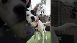 Petey “Adopt Me” Martina Animal Rescue Sacramento CA